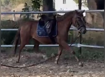 Poney de selle allemand, Jument, 5 Ans, 142 cm, Alezan