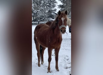 Poney de selle allemand, Jument, 5 Ans, 142 cm, Alezan