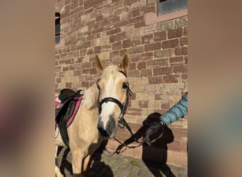 Poney de selle allemand, Jument, 5 Ans, 142 cm, Palomino