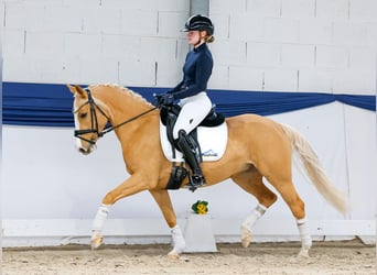 Poney de selle allemand, Jument, 5 Ans, 142 cm, Palomino