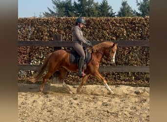 Poney de selle allemand, Jument, 5 Ans, 143 cm, Alezan