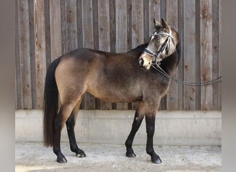 Poney de selle allemand, Jument, 5 Ans, 143 cm, Buckskin