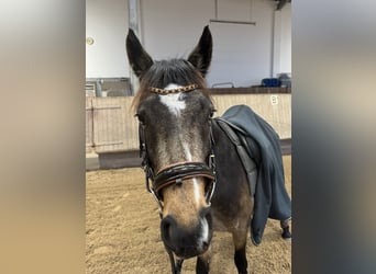 Poney de selle allemand, Jument, 5 Ans, 143 cm, Buckskin