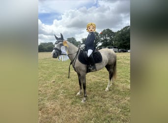 Poney de selle allemand, Jument, 5 Ans, 143 cm, Buckskin