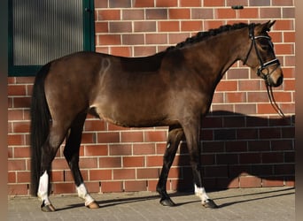 Poney de selle allemand, Jument, 5 Ans, 144 cm, Bai brun