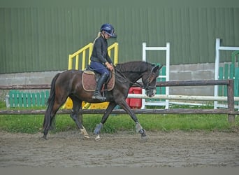 Poney de selle allemand, Jument, 5 Ans, 144 cm, Noir