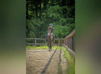 Poney de selle allemand, Jument, 5 Ans, 144 cm, Noir