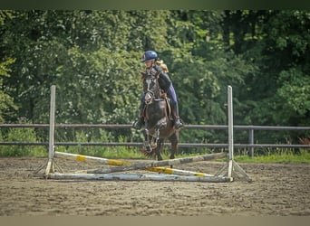 Poney de selle allemand, Jument, 5 Ans, 144 cm, Noir
