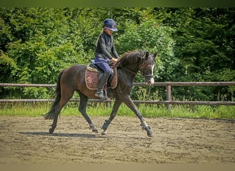 Poney de selle allemand, Jument, 5 Ans, 144 cm, Noir