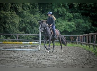 Poney de selle allemand, Jument, 5 Ans, 144 cm, Noir