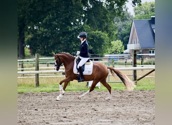 Poney de selle allemand, Jument, 5 Ans, 145 cm, Alezan