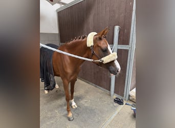 Poney de selle allemand, Jument, 5 Ans, 145 cm, Alezan