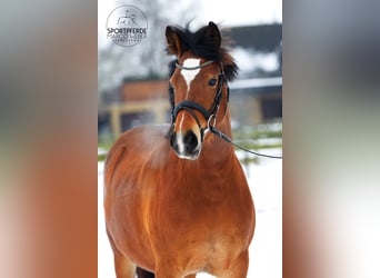 Poney de selle allemand, Jument, 5 Ans, 145 cm, Bai