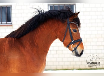 Poney de selle allemand, Jument, 5 Ans, 145 cm, Bai