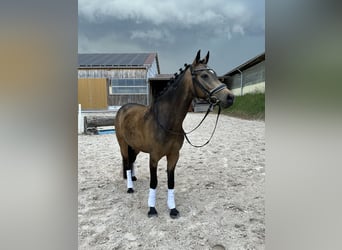 Poney de selle allemand, Jument, 5 Ans, 145 cm, Buckskin