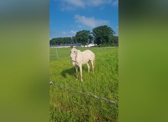 Poney de selle allemand, Jument, 5 Ans, 145 cm, Cremello