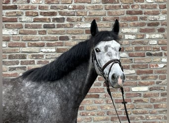 Poney de selle allemand, Jument, 5 Ans, 145 cm, Gris pommelé