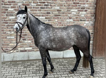 Poney de selle allemand, Jument, 5 Ans, 145 cm, Gris pommelé