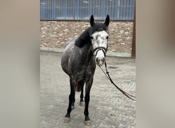 Poney de selle allemand, Jument, 5 Ans, 145 cm, Gris pommelé