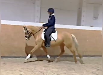 Poney de selle allemand, Jument, 5 Ans, 145 cm, Palomino