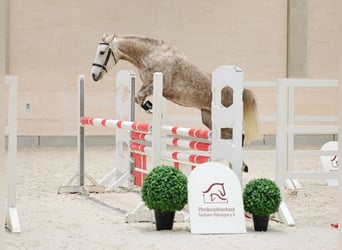 Poney de selle allemand, Jument, 5 Ans, 146 cm, Aubère
