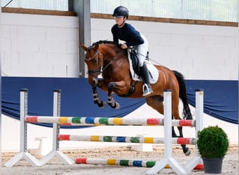 Poney de selle allemand, Jument, 5 Ans, 146 cm, Bai