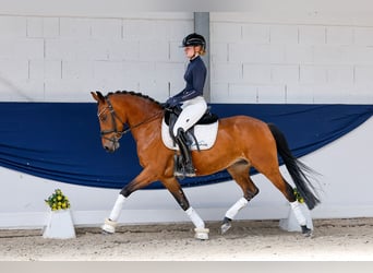 Poney de selle allemand, Jument, 5 Ans, 146 cm, Bai