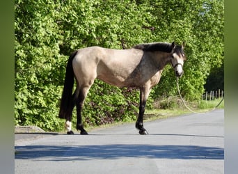 Poney de selle allemand, Jument, 5 Ans, 146 cm, Isabelle