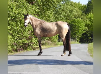 Poney de selle allemand, Jument, 5 Ans, 146 cm, Isabelle