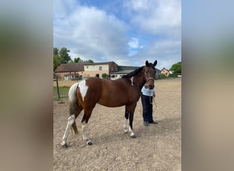 Poney de selle allemand, Jument, 5 Ans, 146 cm, Pinto