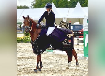 Poney de selle allemand, Jument, 5 Ans, 147 cm, Alezan brûlé