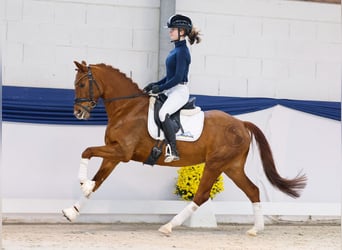 Poney de selle allemand, Jument, 5 Ans, 147 cm, Alezan brûlé