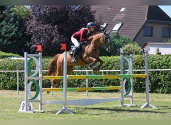 Poney de selle allemand, Jument, 5 Ans, 147 cm, Alezan