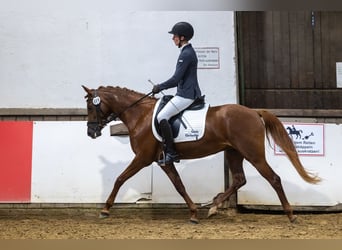 Poney de selle allemand, Jument, 5 Ans, 147 cm, Alezan