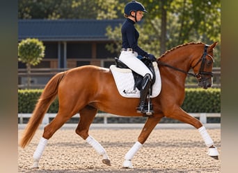 Poney de selle allemand, Jument, 5 Ans, 147 cm, Alezan