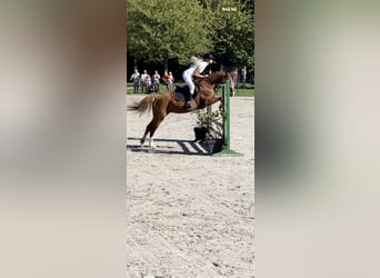 Poney de selle allemand, Jument, 5 Ans, 147 cm, Alezan