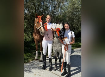 Poney de selle allemand, Jument, 5 Ans, 147 cm, Alezan
