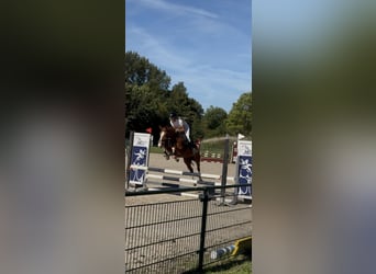 Poney de selle allemand, Jument, 5 Ans, 147 cm, Alezan