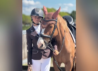 Poney de selle allemand, Jument, 5 Ans, 147 cm, Alezan