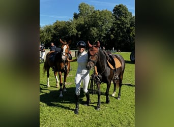 Poney de selle allemand, Jument, 5 Ans, 147 cm, Alezan