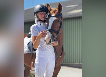 Poney de selle allemand, Jument, 5 Ans, 147 cm, Alezan