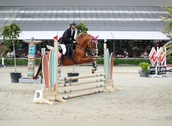 Poney de selle allemand, Jument, 5 Ans, 147 cm, Alezan