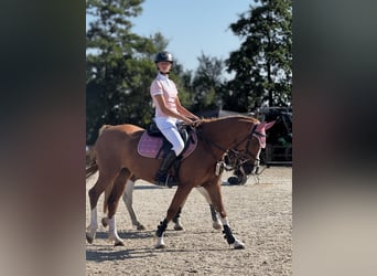 Poney de selle allemand, Jument, 5 Ans, 147 cm, Alezan