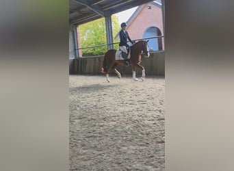 Poney de selle allemand, Jument, 5 Ans, 147 cm, Alezan