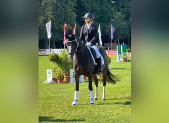 Poney de selle allemand, Jument, 5 Ans, 147 cm, Bai brun