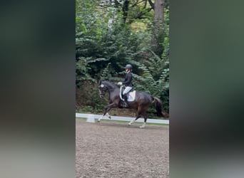 Poney de selle allemand, Jument, 5 Ans, 147 cm, Bai brun