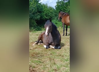 Poney de selle allemand, Jument, 5 Ans, 147 cm, Bai brun