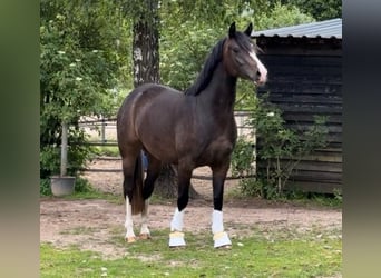 Poney de selle allemand, Jument, 5 Ans, 147 cm, Bai brun