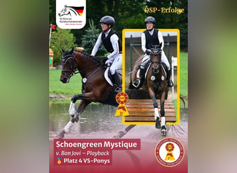 Poney de selle allemand, Jument, 5 Ans, 147 cm, Bai