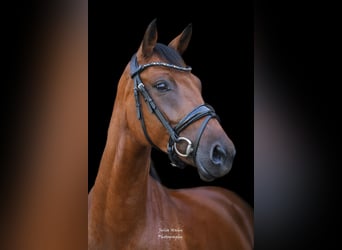 Poney de selle allemand, Jument, 5 Ans, 147 cm, Bai